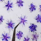 84 Pcs Dried Pressed Flowers for Crafts Resin Art DIY Natural Dry Sandalwood - Image 5