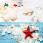 Jangostor 48 PCS Scallop Shells Natural Seashell, 1.5" to 2" White Scallop - Image 7
