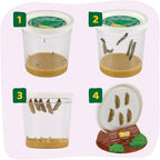 Insect Lore Raise and Release Butterfly Garden Kit – Caterpillar Habitat - Image 7