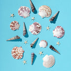 30 PCS+ Scallop Shells Natural Seashell, 1.5"-2.5" Natural Scallop Shells Small - Image 4