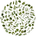 100Pcs Small Green Leaf Stickers, Obujopal Nature Plant Stickers Transparent by Obujopal