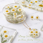 48 Pcs Natural Dried Pressed Daisy Flowers - Image 6