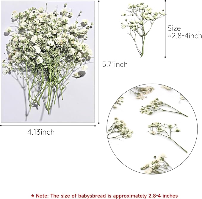 Dried Babys Breath White, Natural Pressed Flowers - Image 4