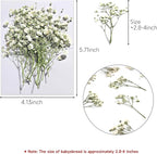 Dried Babys Breath White, Natural Pressed Flowers - Image 4