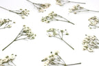 Dried Babys Breath White, Natural Pressed Flowers - Image 7