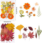 100 Pcs Fall Dried Pressed Flowers - Image 3