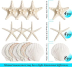 HAPYSHOOP 32 Pieces Starfish and Scallop Shells - Image 3