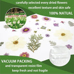 40PCS Real Nature Dried Pressed Flowers - Image 3