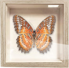 5x5 Small Shadow Box Frame, Display Case Box - Image 6
