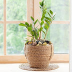 FANTIAN 10 lbs Stones for Plants, 1-2 inch Polished Pebbles for Indoor Plants - Image 9