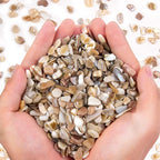QICQDRAM Crushed Shells for Crafts About 2LB Small Natural Crushed Shells Bulk by QICQDRAM