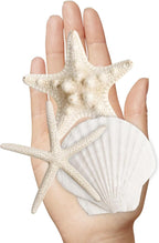 HAPYSHOOP 32 Pieces Starfish and Scallop Shells - Image 4