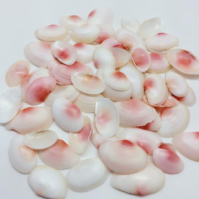 PEPPERLONELY Pink Clam Sea Shells, 4 OZ Apprx. 70 PC Shells, 1 Inch ~ 1-7/8 Inch - Image 2
