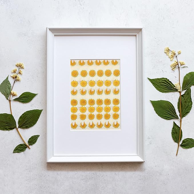 Nuanchu 120 Pcs Dried Pressed Flowers Daisies Pressed Dried Daisy Stickers - Image 7