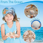 24PCS Sea Shells for Crafts Decoration - Image 4