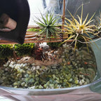 YISZM 10LB Succulent and Cactus Pebbles, 1/5 Inch Jade Natural Decorative - Image 6