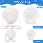 25PCS Large Scallop Shells for Crafts, Decorating, Ocean Themed Party Supplies - Image 2