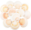 12 PCS Scallop Shells Natural Seashell, Fish Tank and Vase Filler by Unknown