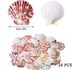 LUCKY BABY 50 PCS Natural Scallop Seashells - Image 2