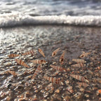 400 PCS Mini Sea Shells Natural Small Seashells, 0.6"-1.4" Tiny Sea Shells - Image 4