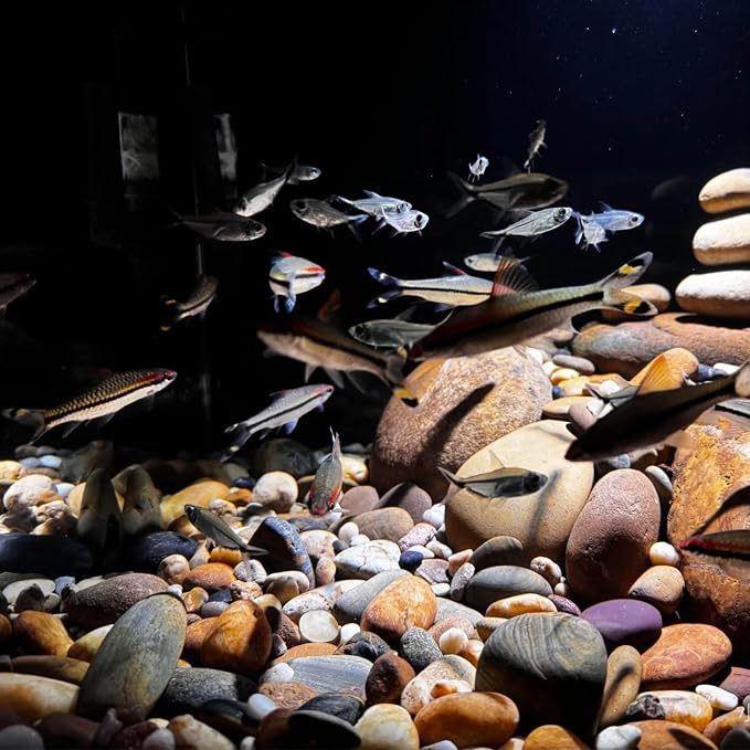 FANTIAN 20 lbs River Rocks for Plants, 1-2 Inch Decorative Pebbles Stones for - Image 8