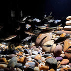 FANTIAN 20 lbs River Rocks for Plants, 1-2 Inch Decorative Pebbles Stones for - Image 8