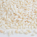 Approx 700pcs Small White Clam Cay Seashells Natural Tiny Sea Shell Mini Spiral - Image 4