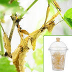 Honeydak 50 Pack Praying Mantis Habitat, Live Chinese Ootheca Praying Mantis - Image 5