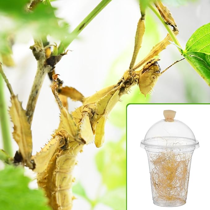 Honeydak 50 Pack Praying Mantis Habitat, Live Chinese Ootheca Praying Mantis - Image 5