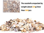 JQAQJU 1000 PCS Mini Sea Shells Small Starfish Mixed, 20 Kinds of Tiny - Image 4