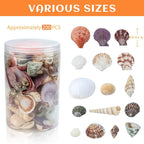 WEOXPR 200 Pcs Sea Shells Bulk Mixed Ocean Beach Seashells - Image 2