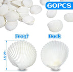 QEQEKAKA 60PCS Sea Shells for Crafts1.5''-2'' White Small Seashells Clam - Image 2