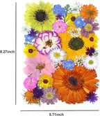 35Pcs Dried Pressed Flowers for Crafts Resin DIY Art Natural Dry Floral Large - Image 4