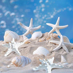 HappyFiller 14 PCS White Natural Scallop Seashells Decorative Starfish | Sea - Image 4