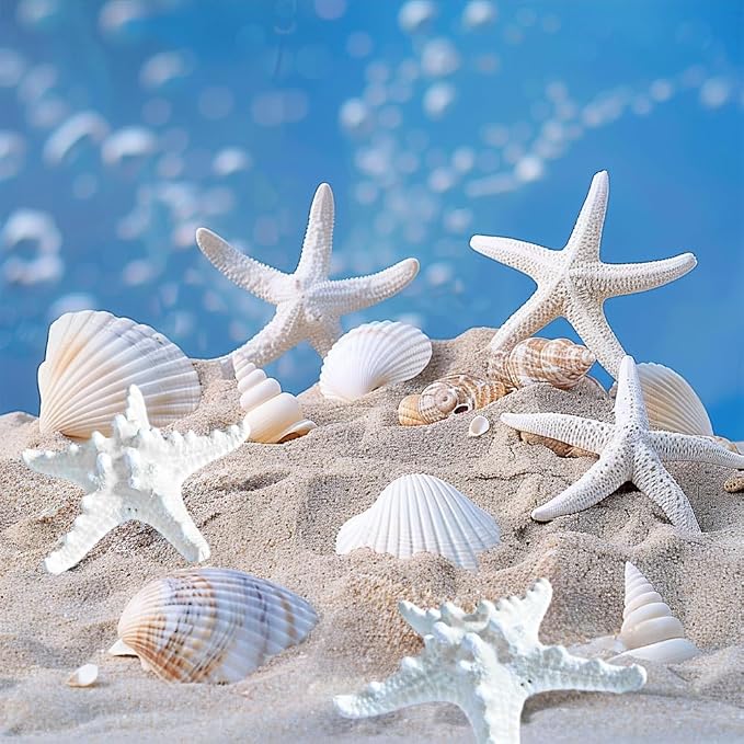 HappyFiller 14 PCS White Natural Scallop Seashells Decorative Starfish | Sea - Image 4