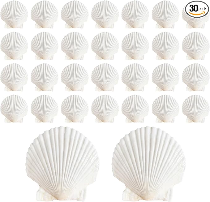 30Pcs Sea Shells by ASBEFORE