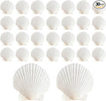 30Pcs Sea Shells by ASBEFORE