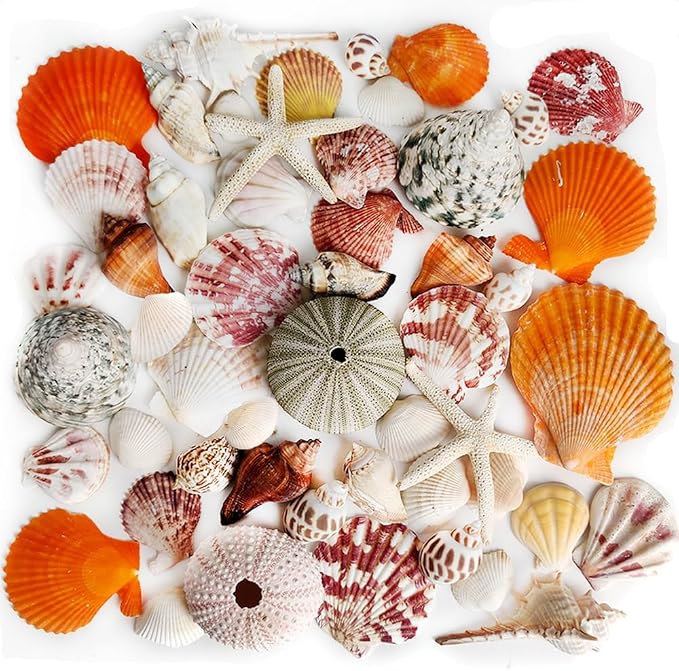 Natural Sea Shells Mixed -15 Kinds of Natural Seashells, Starfish & Urchins | by HappyFiller