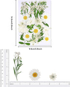 Augshy White Dried Pressed Flowers, Real Natural Dried Flowers Colorful Pressed - Image 2