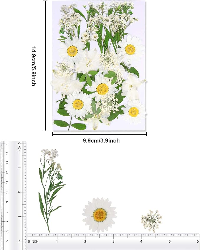 Augshy White Dried Pressed Flowers, Real Natural Dried Flowers Colorful Pressed - Image 2