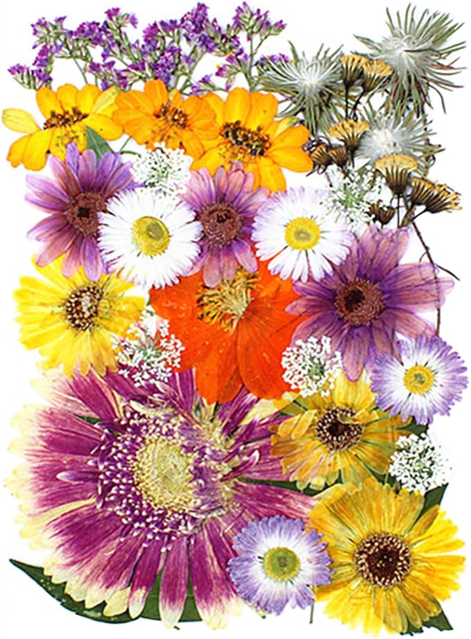 35Pcs Dried Pressed Flowers for Crafts Resin DIY Art Natural Dry Floral Large by TopFunny