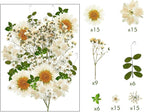 Nuanchu 81 Pieces Pressed Flowers Bulk White Dried Flowers - Image 3