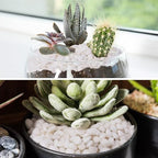 Pulovin 2.5 lbs White Pebbles for Vases, 3/8" Small Plant Stones for Pots Indoor - Image 5