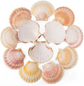 6PCS Scallop Shells 4‘’-4.5" Natural Sea Shells Yellow & Pink Hawaiian Scallop by QEQEKAKA