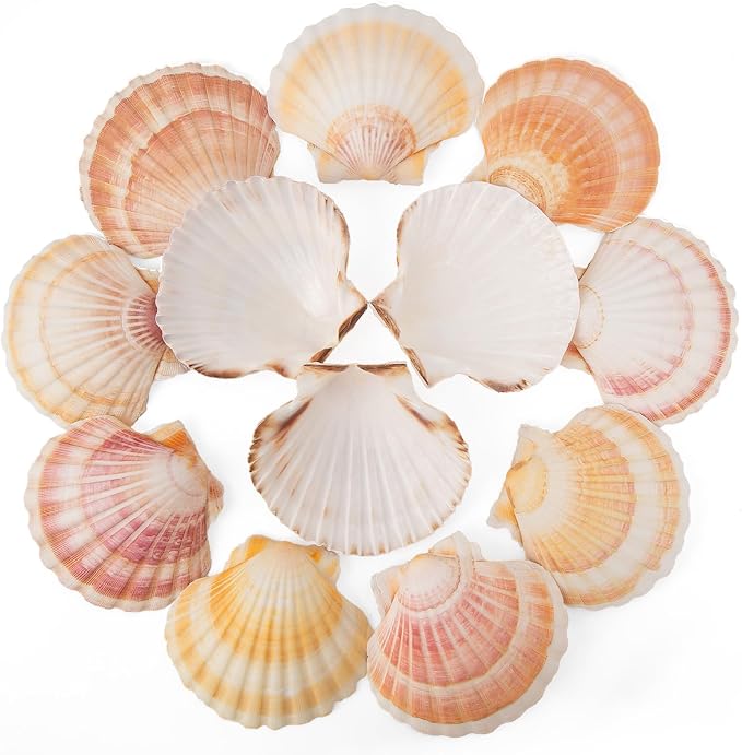6PCS Scallop Shells 4‘’-4.5" Natural Sea Shells Yellow & Pink Hawaiian Scallop by QEQEKAKA