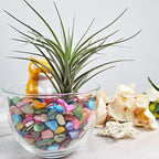 Natural Crushed Shells Chips Irregular Mother of Pearl Seashell Fragments Sea - Image 3