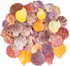 30 PCS+ Scallop Shells Natural Seashell, 1.5"-2.5" Colorful Scallop Shells by Unknown