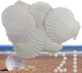 21Pcs Natural Scallop Sea Shells, Ocean Beach Seashells Perfect by PLOOTA