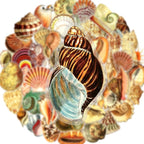 50PCS Aesthetic Sea Shell Stickers, PET Conch & Clamshell Decals, Waterproof - Image 2