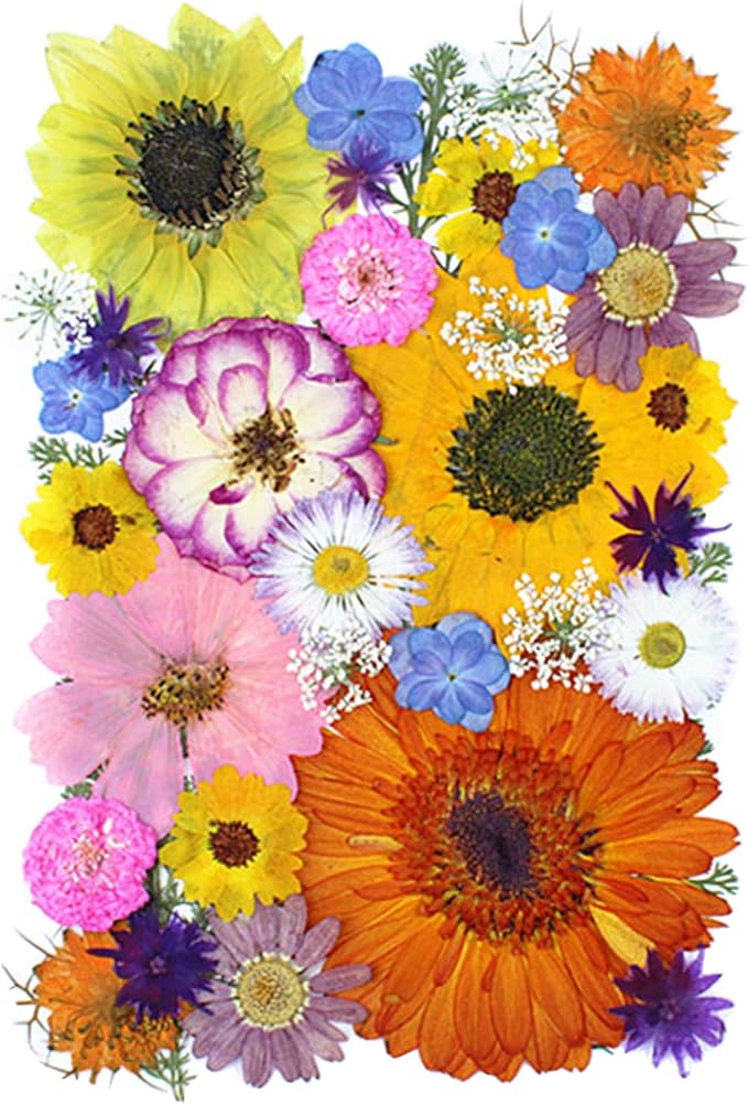 35Pcs Dried Pressed Flowers for Crafts Resin DIY Art Natural Dry Floral Large by TopFunny